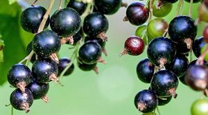 Blackcurrants